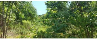 Imóvel 2607701 [''] - ['Rua Rs-132, S/n - Área Rural, situada no Dr. Montauri - Zona Rural - Vila Maria / RS'] [''] - ['Vila Maria']/['RS'] - 1