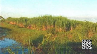 Imóvel 2516101 [''] - ['Av. Renato Monteiro, esquina com Av. Dom Pedro II, s/n, Zona Industrial'] [''] - ['Porto Real']/['RJ'] - 1