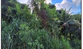 Imóvel 2583302 ['10258729'] - ['RUA DIVINO DE SAO LOURENCO,N. S/N QD 05, LT 19, BELVEDERE - CEP: 29180-049, SERRA - ESPIRITO SANTO'] ['Belvedere'] - ['Serra']/['ES'] - 1