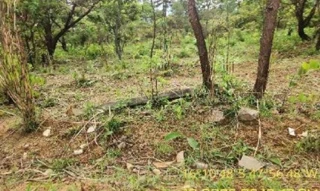 Imóvel 2701802 [''] - ['Rua 44, s/nº - Lote 03 da Quadra 44 - Mansões de Recreio Estrela Dalva Iv - Luziânia / GO'] ['Mansões de Recreio'] - ['Luziânia']/['GO'] - 1