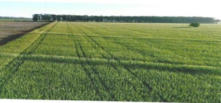 Imóvel 2728903 [''] - ['Estrada Municipal Iepê a Gardênia'] [''] - ['Iepê']/['SP'] - 1