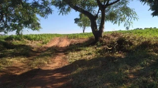 Imóvel 2609204 [''] - ['Estradas Galina e PR 485'] [''] - ['Xambrê']/['PR'] - 1