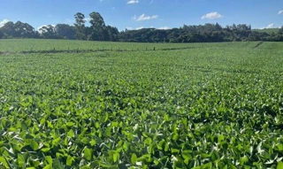 Imóvel 2643404 [''] - ['Pitingal, no Municipio de Passa Sete'] [''] - ['Passa Sete']/['RS'] - 1