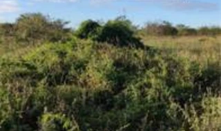 Imóvel 2977005 [''] - ['Fazenda c/ 240 hectares, ao oeste com a estrada Araripina/Crato, sita na Serra Araripe, Serra do Jardim, 1° distrito do município de Araripina/PE'] [''] - ['Araripina']/['PE'] - 1