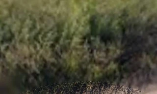 Imóvel 2646505 [''] - ['PERIMETRAL EDVINO MALDANER / LOTEAMENTO CRISTAL / LT 09 / QD 49 / ZN E / TAPERA'] [''] - ['Tapera']/['RS'] - 1