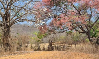 Imóvel 2965807 [''] - ['Fazenda Regina Coeli I (mais conhecida como Fazenda Barro ou Cachoeira), 10km de Canto do Engenho ou 48 km de Montes Claros, sentido Montes Claros-Pirapora, BR 365'] [''] - ['Montes Claros']/['MG'] - 1