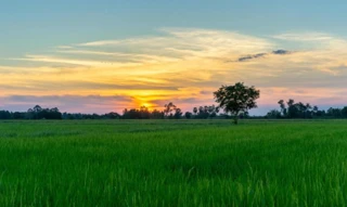 Imóvel 2670507 [''] - ['FAZENDA MATA BURROS'] [''] - ['Lagoa Formosa']/['MG'] - 1