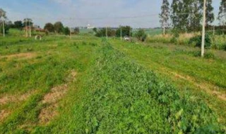 Imóvel 2716207 [''] - ['Rua José Pereira, 06, Lote 06 da Quadra AQ, Eco Park Cantoni, Guaiçara, SP, 16430-000, , Guaiçara/SP'] [''] - ['Guaiçara']/['SP'] - 1