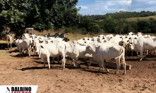 Imóvel 2615708 [''] - ['Astor Felipe, S/N, Vila Itaquare, Novo São Joaquim, MT'] [''] - ['Novo São Joaquim']/['MT'] - 1