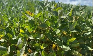 Imóvel 2707308 [''] - ['Parte Ideal de 1 (um) Alqueire Paulista do Lote de terras sob número 180-C'] [''] - ['Marialva']/['PR'] - 1