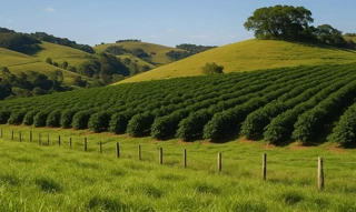 Imóvel 2620309 [''] - ["Fazenda Caraíbas ou Olhos D'Água,"] [''] - ['Várzea Da Palma']/['MG'] - 1