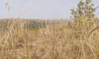 Imóvel 2586510 [''] - ['Rodovia Pafírio Rodrigues Rosa, S/N, em asfalto de 1Km da cidade de Vazante, segue 15Km de estrad, , Lagamar/MG'] [''] - ['Lagamar']/['MG'] - 1