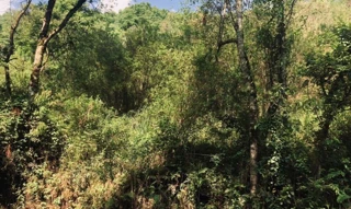 Imóvel 2602110 [''] - ['Rua Ana Mariga Begotto, s/nº'] [''] - ['Erechim']/['RS'] - 1