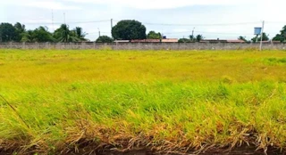 Imóvel 2622512 [''] - ['LOTEAMENTO CATUAMA DE CIMA, 5ª ETAPA EXTRA I, DISTRITO DE PONTAS DE PEDRA, GOIANA/PE'] ['Vila Das Malvinas'] - ['Goiana']/['PE'] - 1