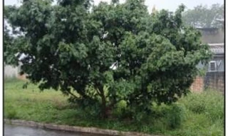 Imóvel 2889712 ['10299187'] - ['RUA A2,N. 00 QD 12A, LT 11, RES. JARDIM EUROPA - CEP: 78580-000, ALTA FLORESTA - MATO GROSSO'] [''] - ['Alta Floresta']/['MT'] - 1