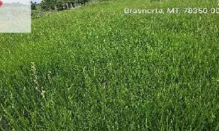 Imóvel 2596612 [''] - ['Nao informado Nao informado'] [''] - ['Brasnorte']/['MT'] - 1