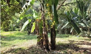 Imóvel 3053114 [''] - ['Estrada Santo Antônio, 319 - Jardim São Marcos - Embu das Artes/SP'] ['Chácaras São Marcos'] - ['Embu Das Artes']/['SP'] - 1