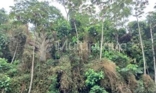 Imóvel 2781414 [''] - ['Estrada de Sapopemba, Quarta Divisão - Ribeirão Pires - SP'] ['Quarta Divisão'] - ['Ribeirão Pires']/['SP'] - 1