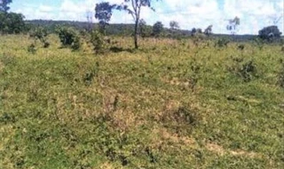Imóvel 2491315 [''] - ['Fazenda C L do Veríssimo São João, Ipameri/GO'] [''] - ['Ipameri']/['GO'] - 1