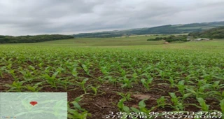 Imóvel 2888415 [''] - ['Acesso pela ERS-323 saindo da cidade de Jaboticaba em direção para Pinhal ao lado esquerdo da via conforme coordenada geográfica Lat-27.575548 Long-53.279551. Está localizado na Linha Alto Xaxim'] [''] - ['Jaboticaba']/['RS'] - 1