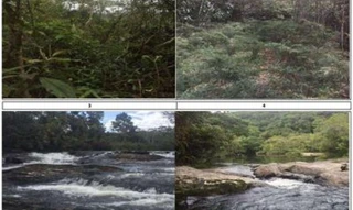 Imóvel 2574815 [''] - ['Sertão da Madeireira Gleba n°4'] [''] - ['Bananal']/['SP'] - 1