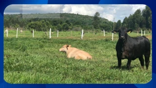 Imóvel 2565817 [''] - ['Cavalo Morto, Belo Jardim'] [''] - ['Belo Jardim']/['PE'] - 1