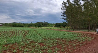 Imóvel 2572517 [''] - ['LOTE RURAL Nº 137-A DO 38º PERÍMETRO, DA FAZENDA BRITÂNIA'] [''] - ['Mercedes']/['PR'] - 1