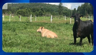 Imóvel 2622319 [''] - [', SN'] [''] - ['Lagoa Grande']/['MG'] - 1