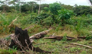 Imóvel 2990019 [''] - ['Lote 04 da Quadra E, do Loteamento Rural do Projeto de Colonização Gleba Marupa'] [''] - ['Cotriguaçu']/['MT'] - 1