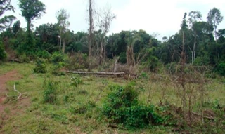 Imóvel 2990019 [''] - ['Lote 04 da Quadra E, do Loteamento Rural do Projeto de Colonização Gleba Marupa'] [''] - ['Cotriguaçu']/['MT'] - 1