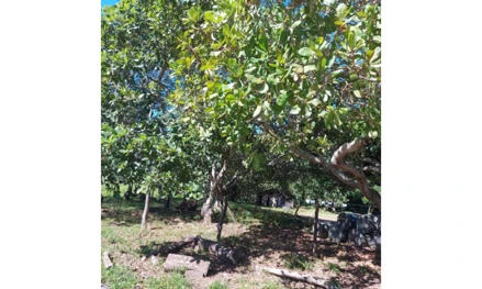 Imóvel rural em Paranã, , BR que liga Paranã a Peixe, GO. Área: 41048471m2