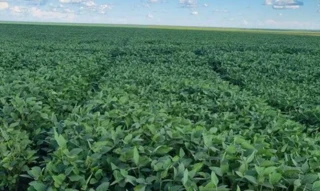 Imóvel 2690722 [''] - ['Fazenda Catalão I'] [''] - ['Loreto']/['MA'] - 1