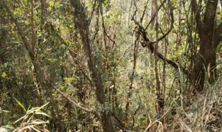Imóvel 2060022 [''] - ['Gleba Estrada Ivoturucaia, Sítio São Joaquim, Fazenda Marajoara, Campo Limpo Paulista, SP'] [''] - ['Campo Limpo Paulista']/['SP'] - 1