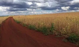 Imóvel 2705022 [''] - ['Estrada Rolândia/Porecatu (Km 12)'] [''] - ['Rolândia']/['PR'] - 1