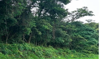 Imóvel 2601922 [''] - ['localidade de Marmeleiro'] [''] - ['Almirante Tamandaré']/['PR'] - 1