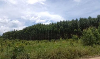 Imóvel 2592322 [''] - ['Estrada Geral Montanhão, bairro Montanhão'] [''] - ['Siderópolis']/['SC'] - 1