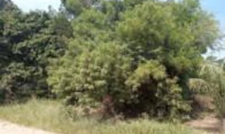 Imóvel 2717024 [''] - ['Rua "A", lote 16, quadra 15'] [''] - ['Tapes']/['RS'] - 1