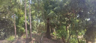 Imóvel 2717425 [''] - ['Colônia Municipal Pinheiro Machado, lote rural nº 30'] [''] - ['São Paulo Das Missões']/['RS'] - 1