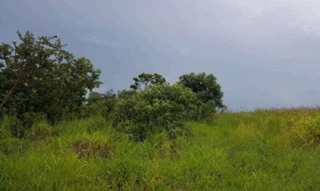 Imóvel 2939425 [''] - ['Fazenda Santa Bárbara do Piracanjuba, situado no município de Orizona - GO com área de terras de 78,8642 ha., a 5,6 km da Rodovia GO 219 KM 30 à direita, Orizona-GO sentido Buritizinho Orizona - GO.'] ['Zona Rural'] - ['Orizona']/['GO'] - 1