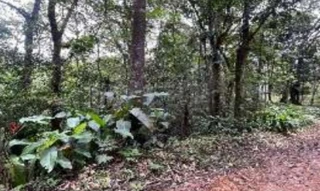 Imóvel 2664425 ['IDR186871'] - ['Estrada Morro do Cedro, 2355, Progresso, Blumenau, SC, 89026-000'] ['Progresso'] - ['Blumenau']/['SC'] - 1