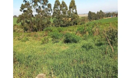 Terreno em Carambeí, , Estrada Vicinal a 65,03 metros da Av. dos Pioneiros, na altura do no 5879, PR. Área: 61257m2 - imagem 0
