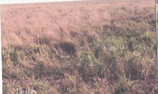 Imóvel 2718226 [''] - ['Fazenda Sete Lagoas, Córrego do Bauzinho e Pindaíbas'] [''] - ['Quirinópolis']/['GO'] - 1