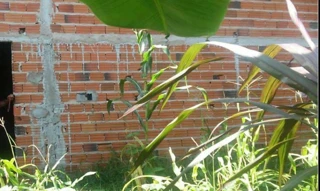 Imóvel 1275427 ['IDR154390'] - ['Rua Eda F dos Santos , s/n, Centro, Magalhães de Almeida, MA, 65560-000'] [''] - ['Magalhães De Almeida']/['MA'] - 1