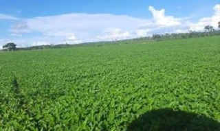 Imóvel 2609227 [''] - ['ESTRADA APUCARANA, KM 13'] [''] - ['Nova Bandeirantes']/['MT'] - 1