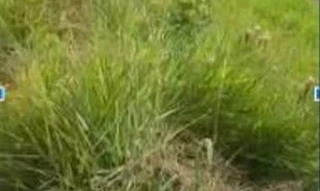 Imóvel 2649127 [''] - ['Situado no lado ímpar da Rua Walter Bell, bairro Vila Nova, Município e Comarca de Trombudo Central/SC'] ['Vila Nova'] - ['Trombudo Central']/['SC'] - 1