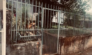 Imóvel 2606327 [''] - ['Rua Salvador Nelson Fossatti, 540'] [''] - ['Erechim']/['RS'] - 1