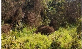 Imóvel 2606427 [''] - ['Estrada Vicinal, s/n - Quadra B - Sítio Manoel Velho - Indianópolis / MG'] [''] - ['Indianópolis']/['MG'] - 1