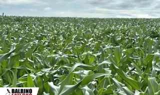 Imóvel 2569328 [''] - ['Fazenda Florença, Tapurah, MT'] [''] - ['Tapurah']/['MT'] - 1