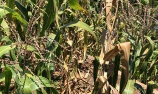 Imóvel 2569428 [''] - ['PARTE DO TERRENO N° 06, DA QUADRA N° 84, DO LOTEAMENTO DESTA CIDADE'] [''] - ['Nonoai']/['RS'] - 1