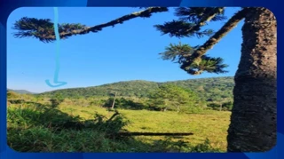 Imóvel 2897729 [''] - [', S/N'] [''] - ['São Francisco de Paula']/['RS'] - 1